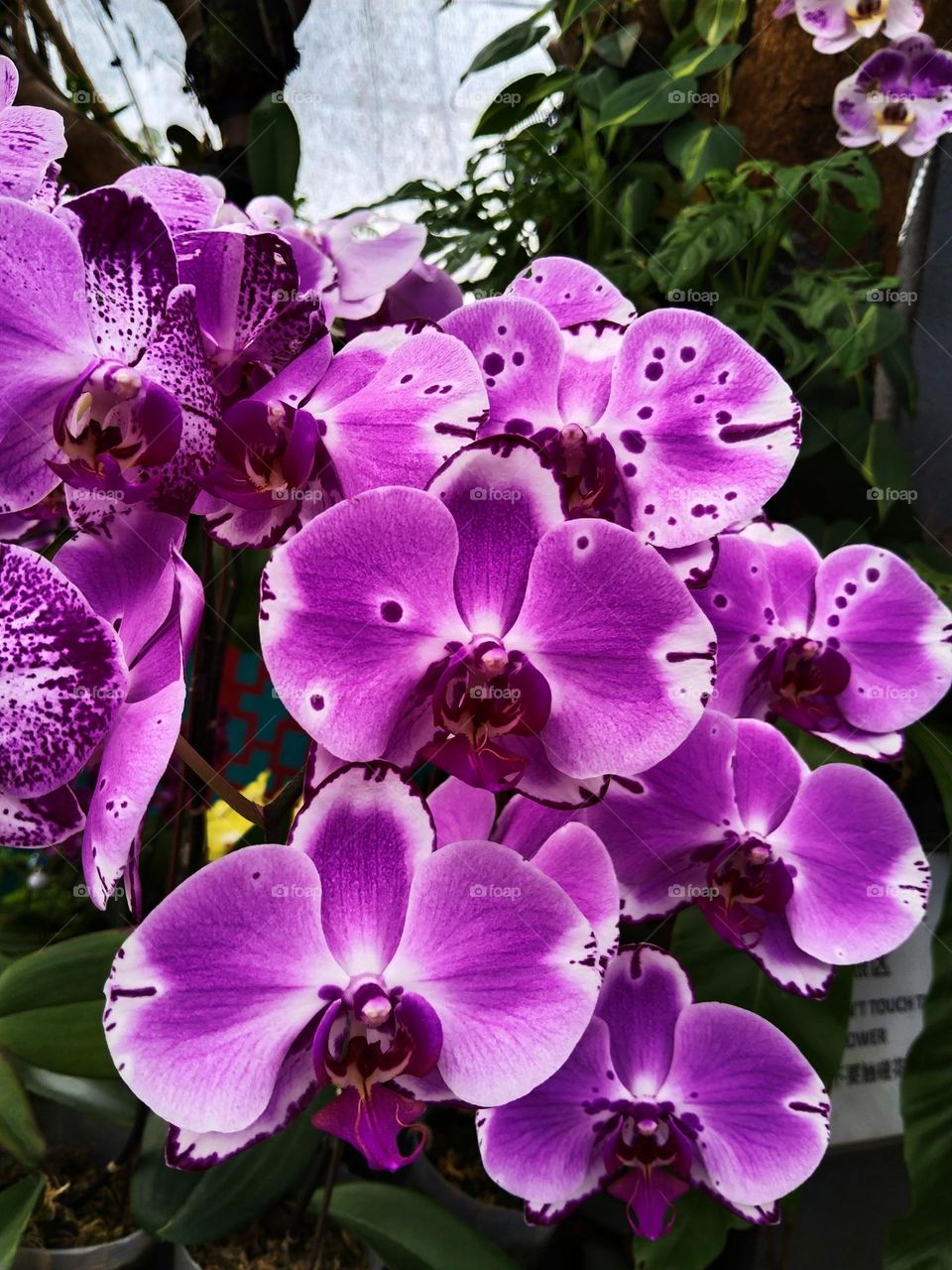 Orchid flowers.