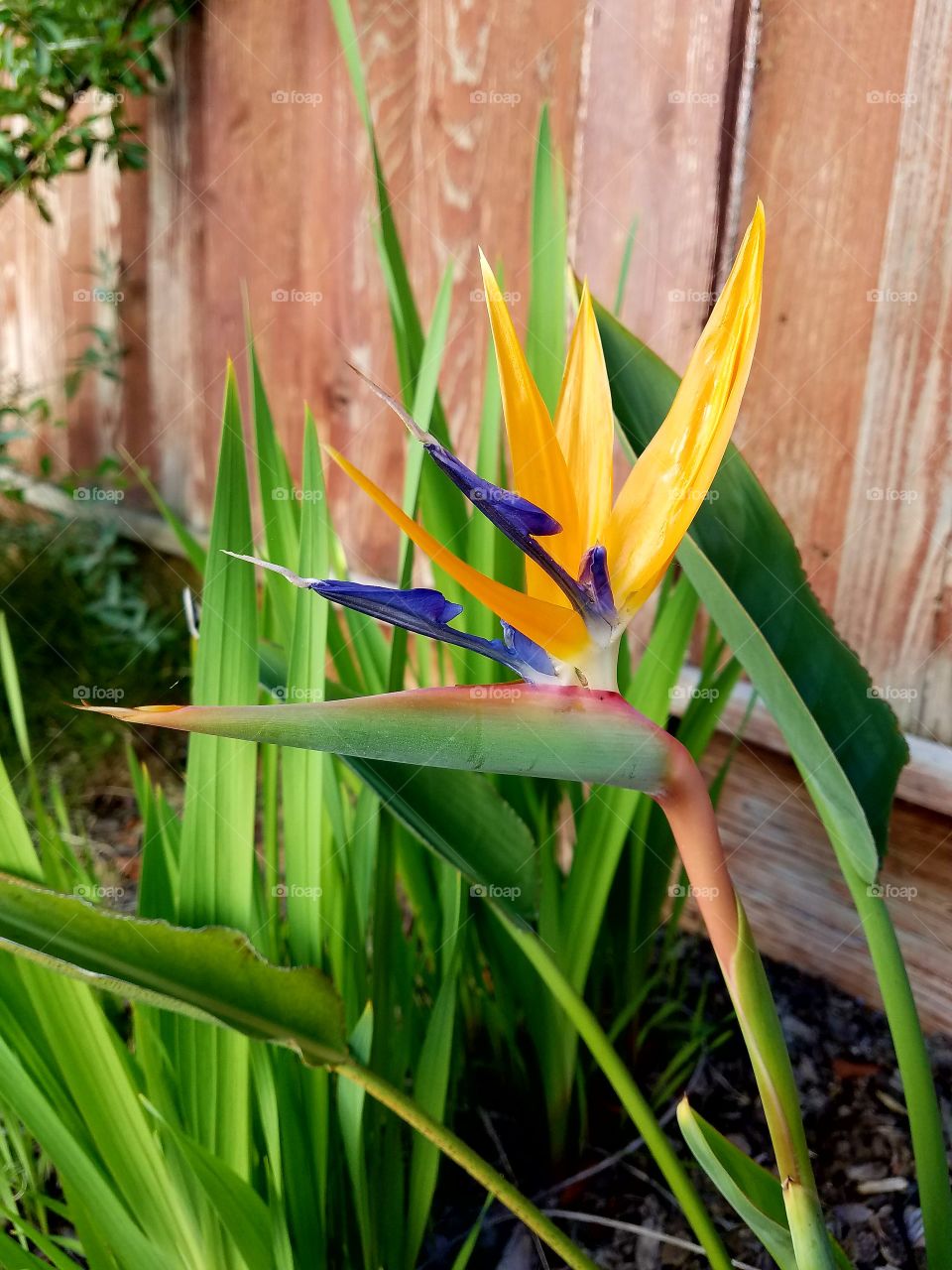 bird of paradise flower