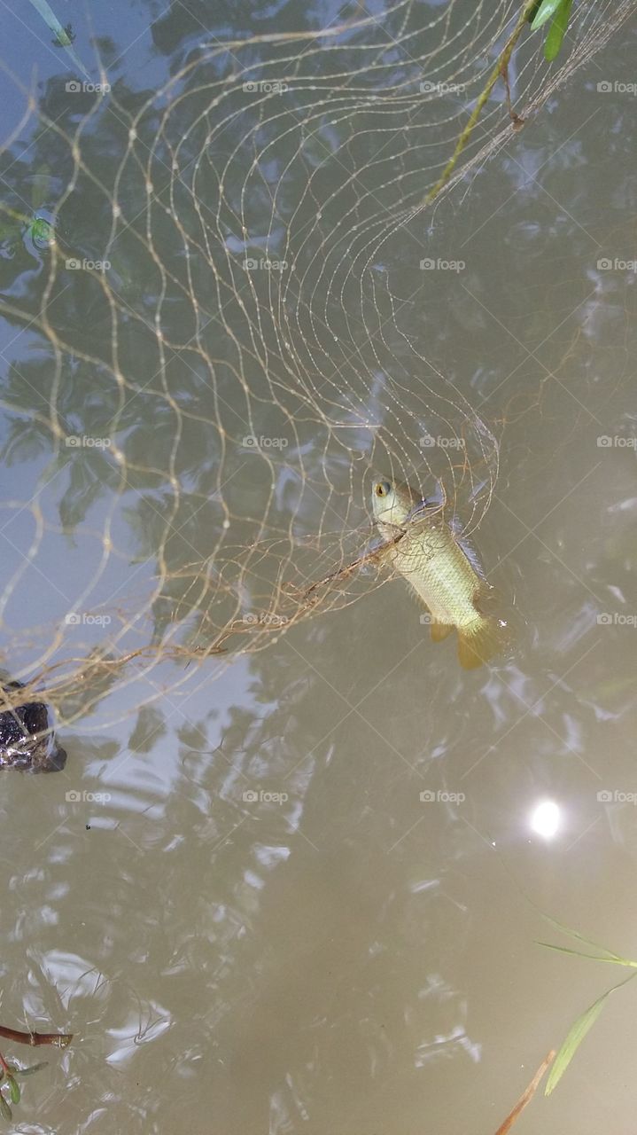 koi fish Bangladesh in net