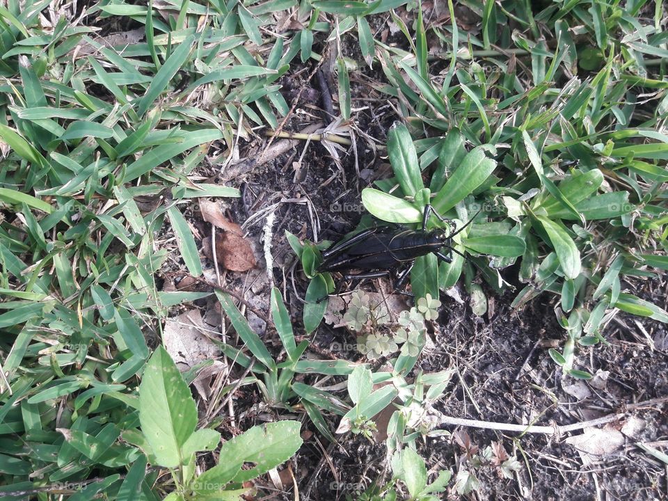Black grasshopper
