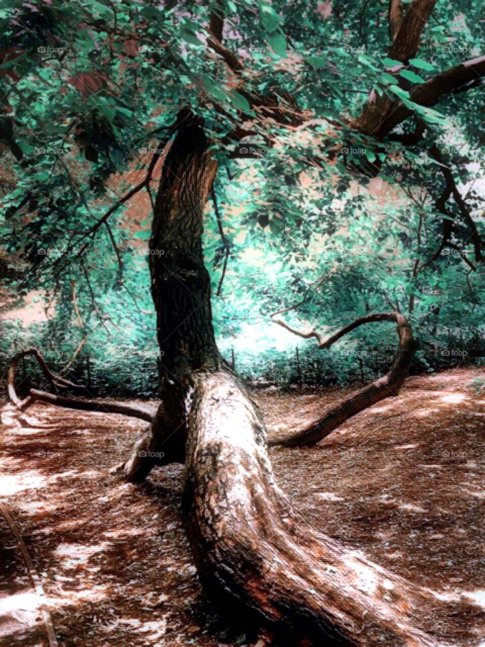 Oak Tree - Naturalist Walk , Central Park, New York City. 