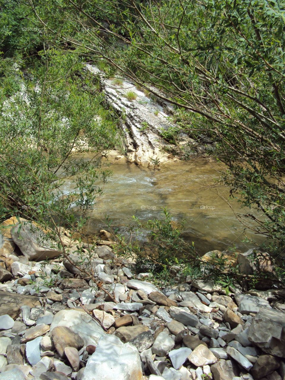 Plants and river