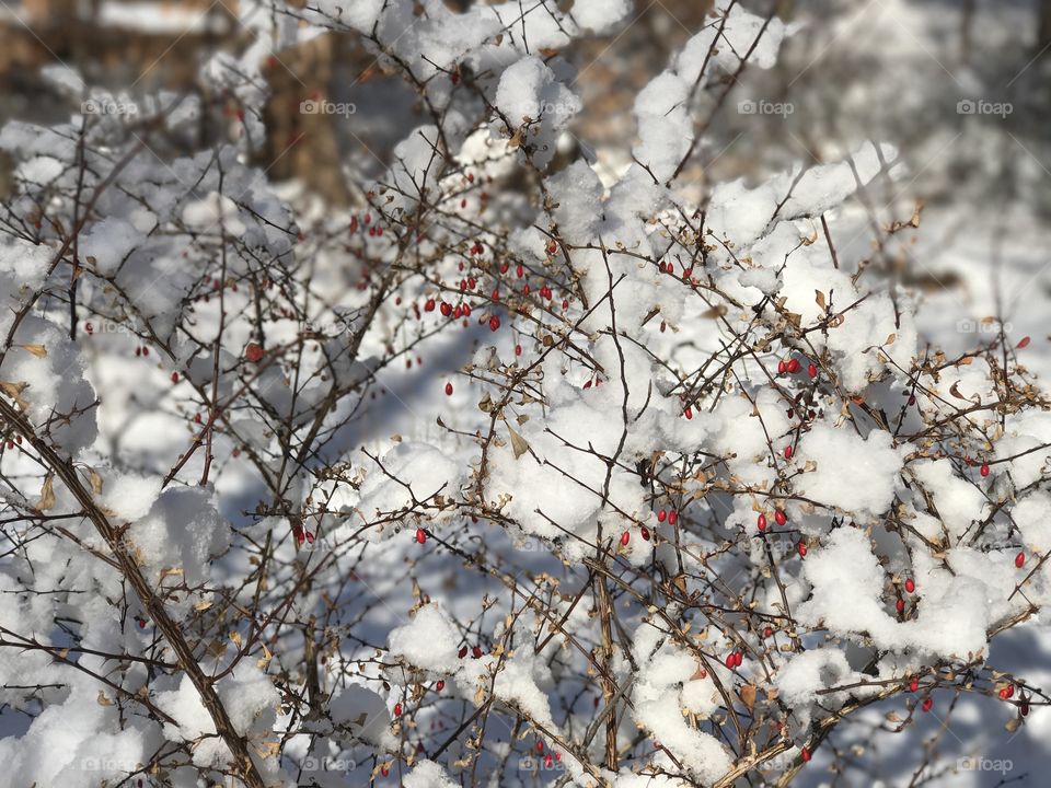 Winterberry on a sunny snowy day during relaxing Sunday hike 