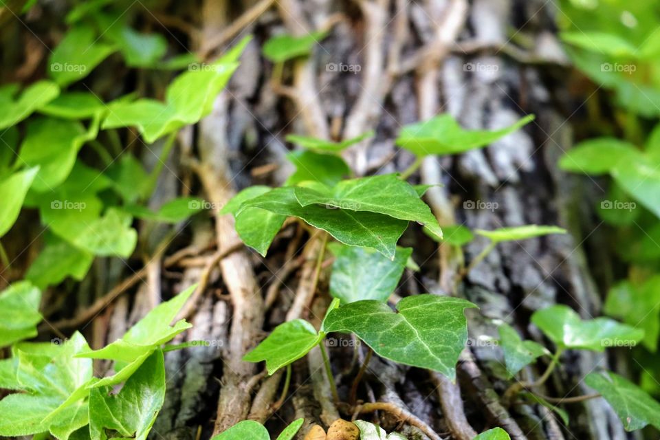 How high can you climb?