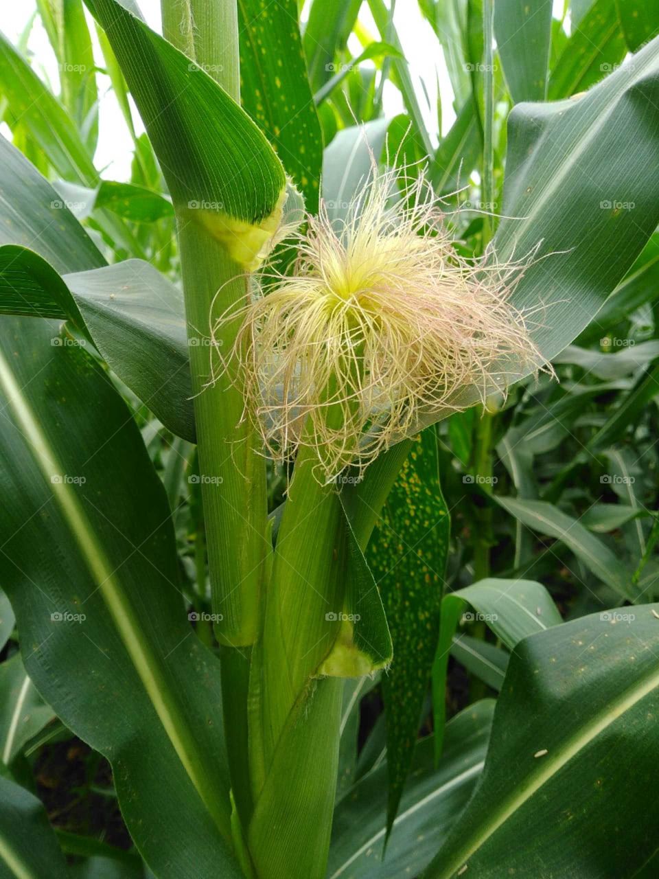 this is a great corn this is a great corn