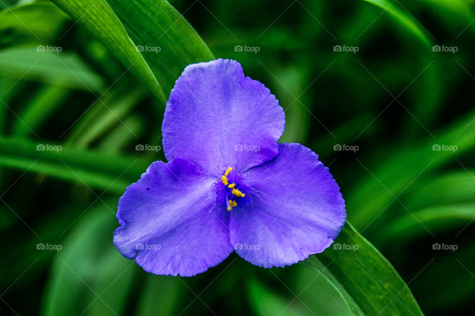 Flowers are the decoration of the earth. Flowers are the decoration of summer. Without flowers, earthly life would lose its charm altogether. Flowers are the smiles of the sun...