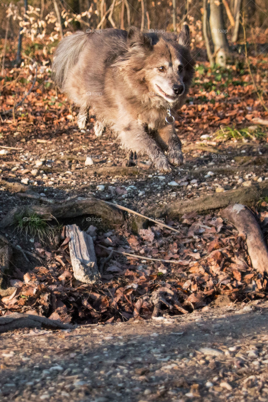 Leaping dog