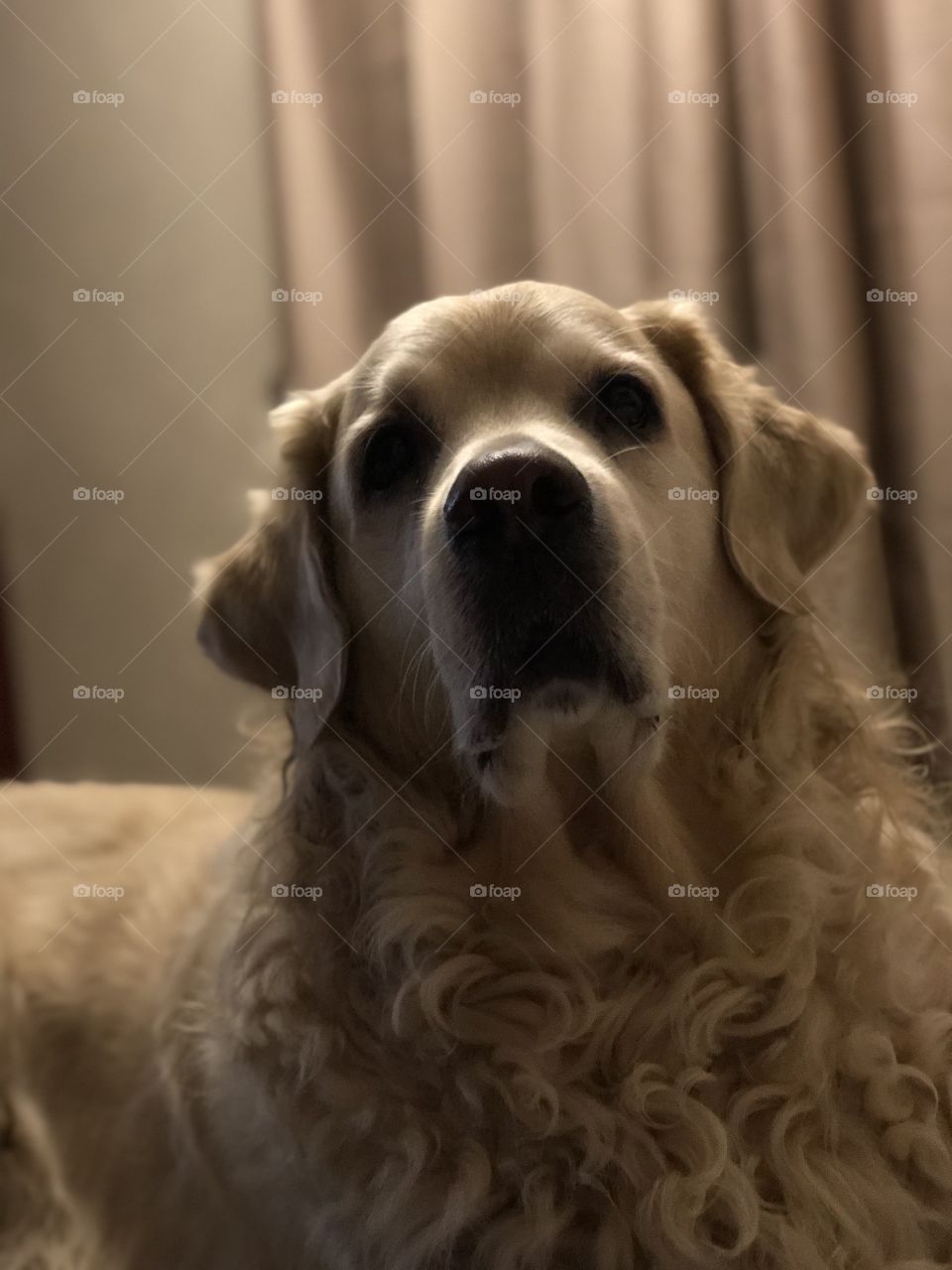 Nocas (Golden Retriever)