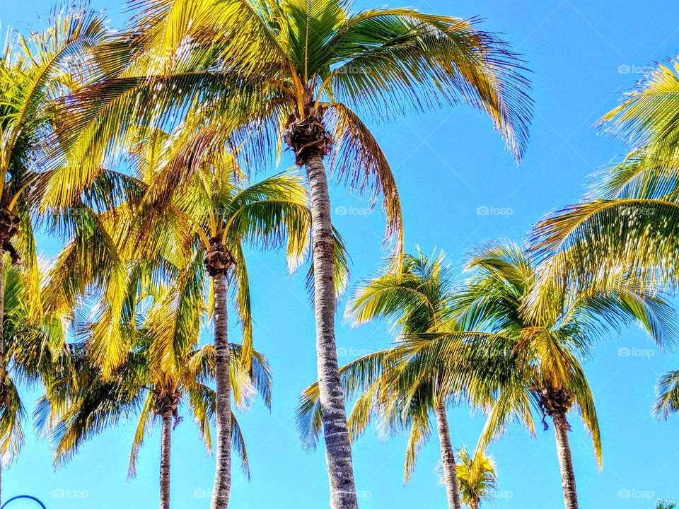 Palms of paradise