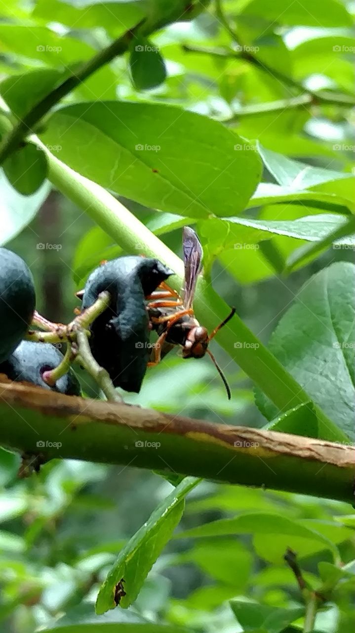 wasp eating blueberry