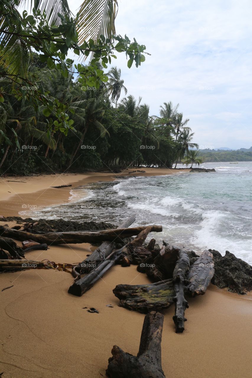 Wood on the Beach