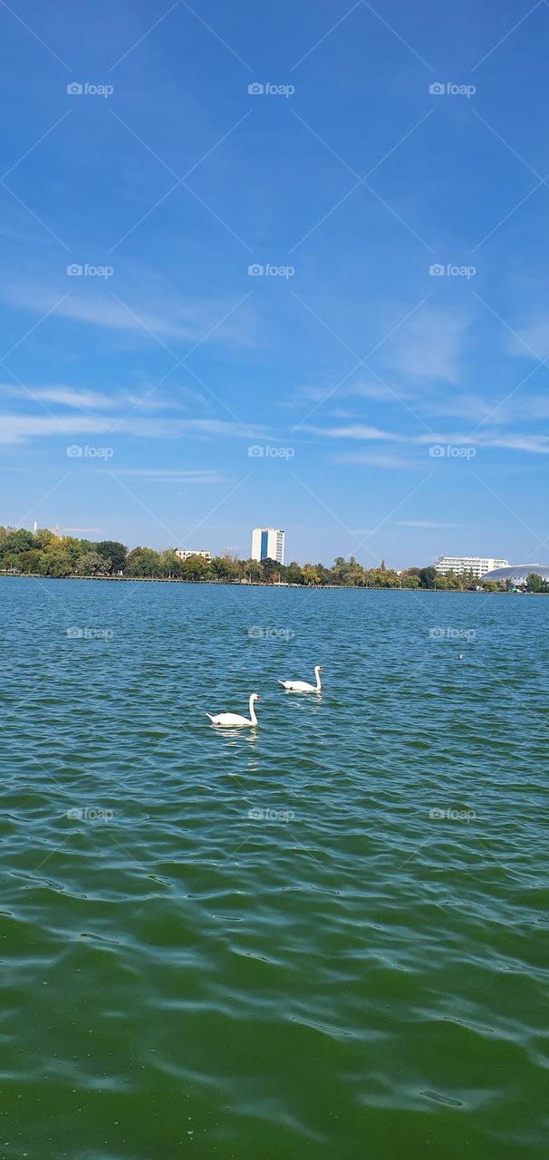 Pairs of swans on the lake