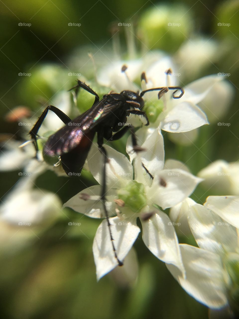 Black insect closeup