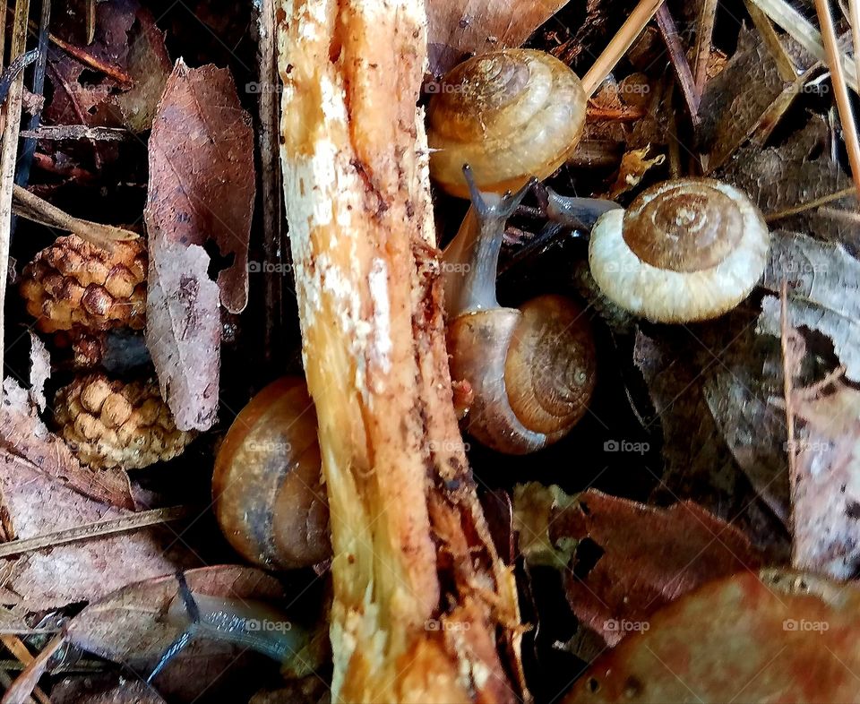 snails feasting on mushrooms