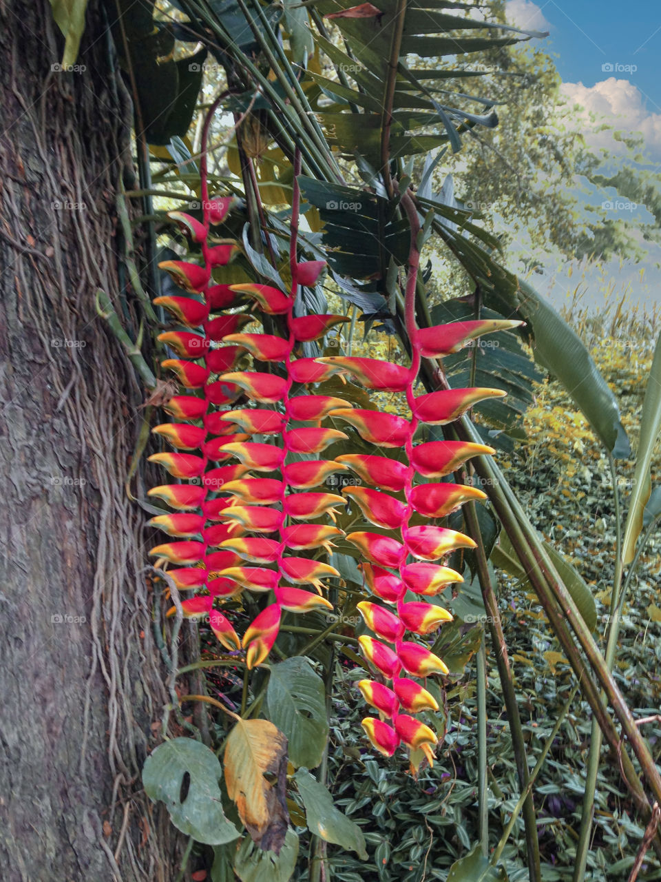 Heliconia
