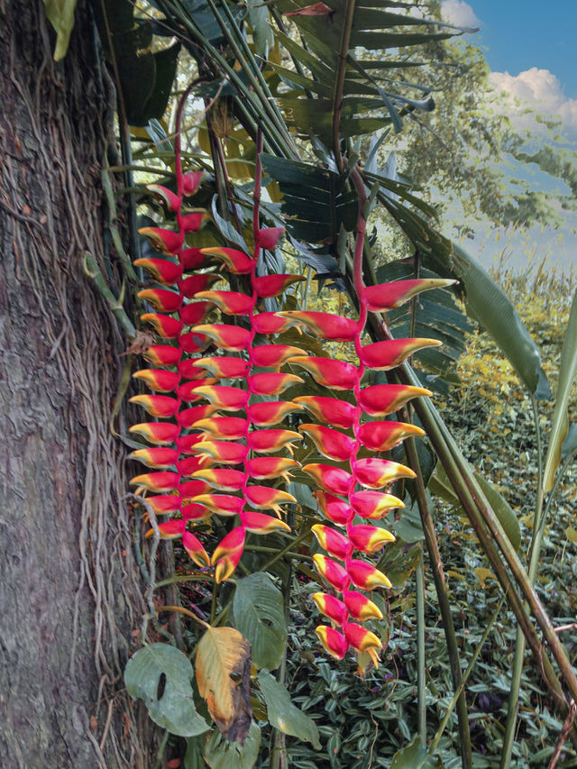 Heliconia