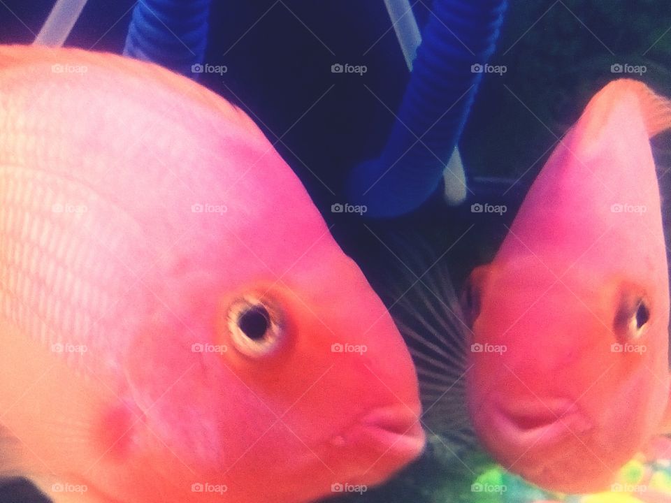 Pink orange parrot fish