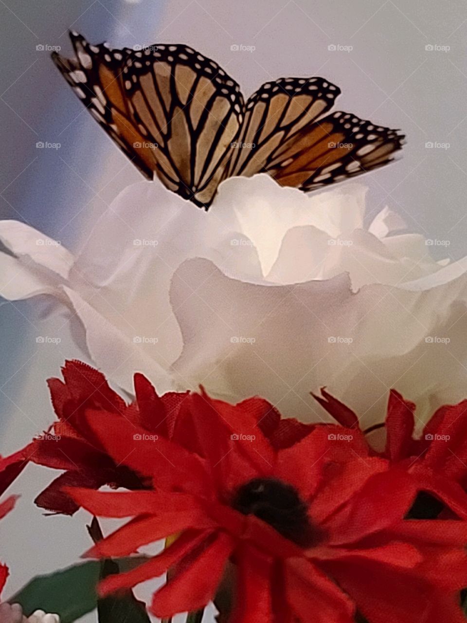 Beautiful Butterfly - Mariposa Hermosa