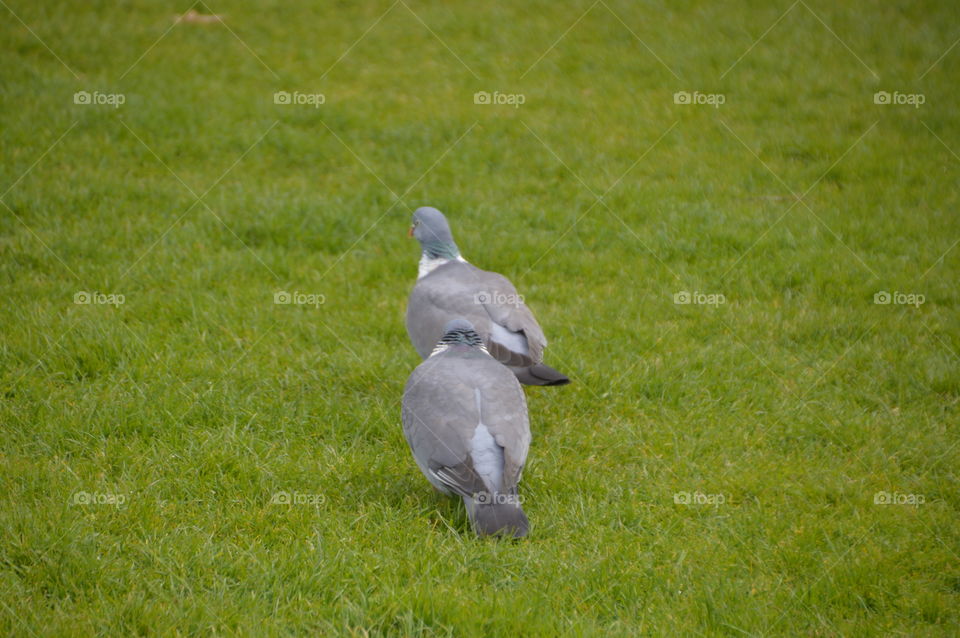 Two Pigeons Walking In The Grass