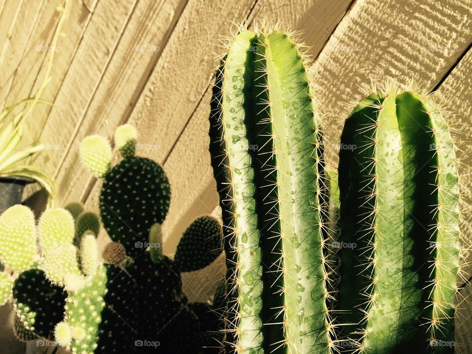 Morning Dew on Cacti closeup 