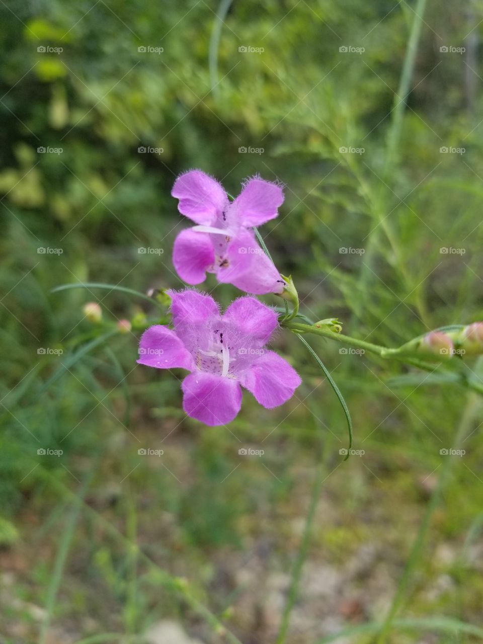 wildflower