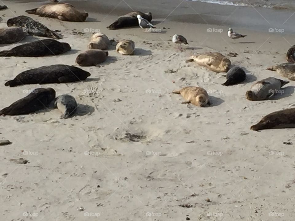 A perfect bunch of seals relaxing on a vacant beach. Very rare sight to see.