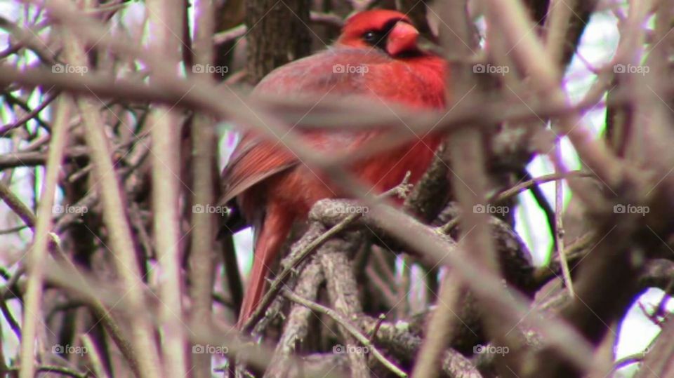 Cardinal In Illinois