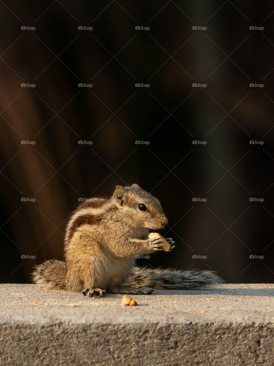 Little cute squirrel