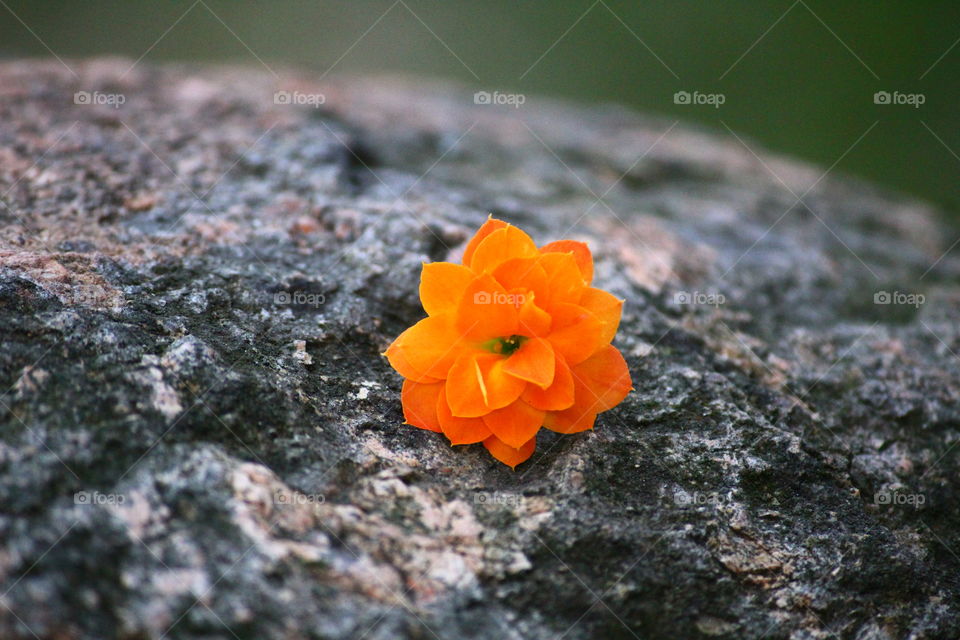 Small kalanchoe flower