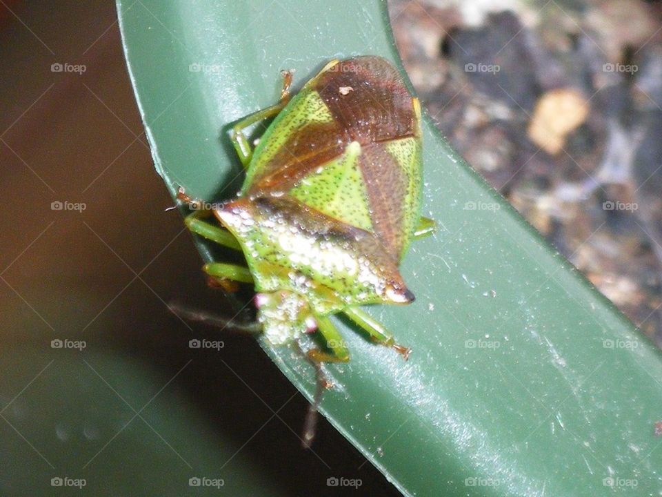 Stink bug on my herb basket