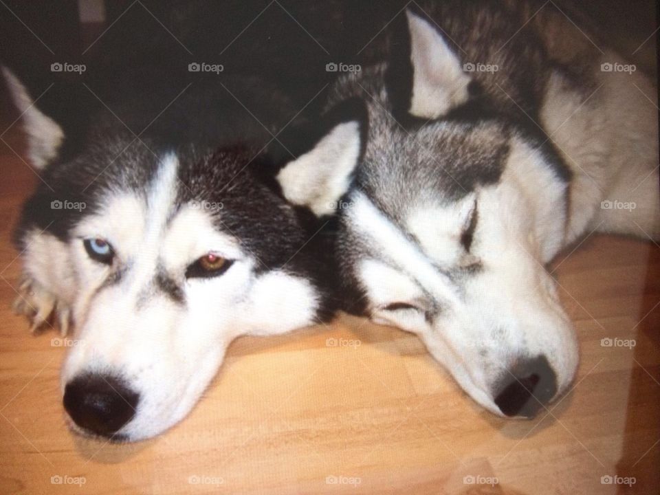 Incredible Husky Dogs