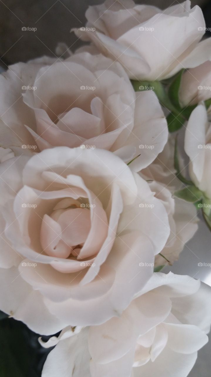 The White Roses II