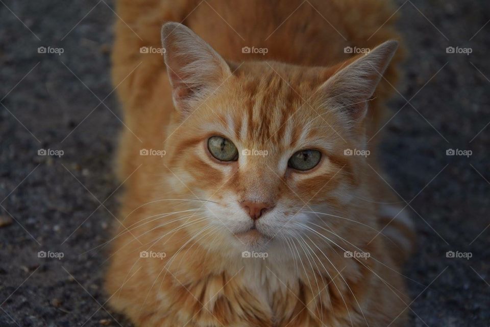 Cat spotted in south of France streets 