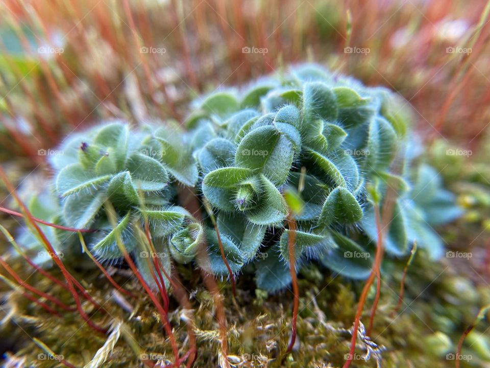 Mouse ear weed flower 