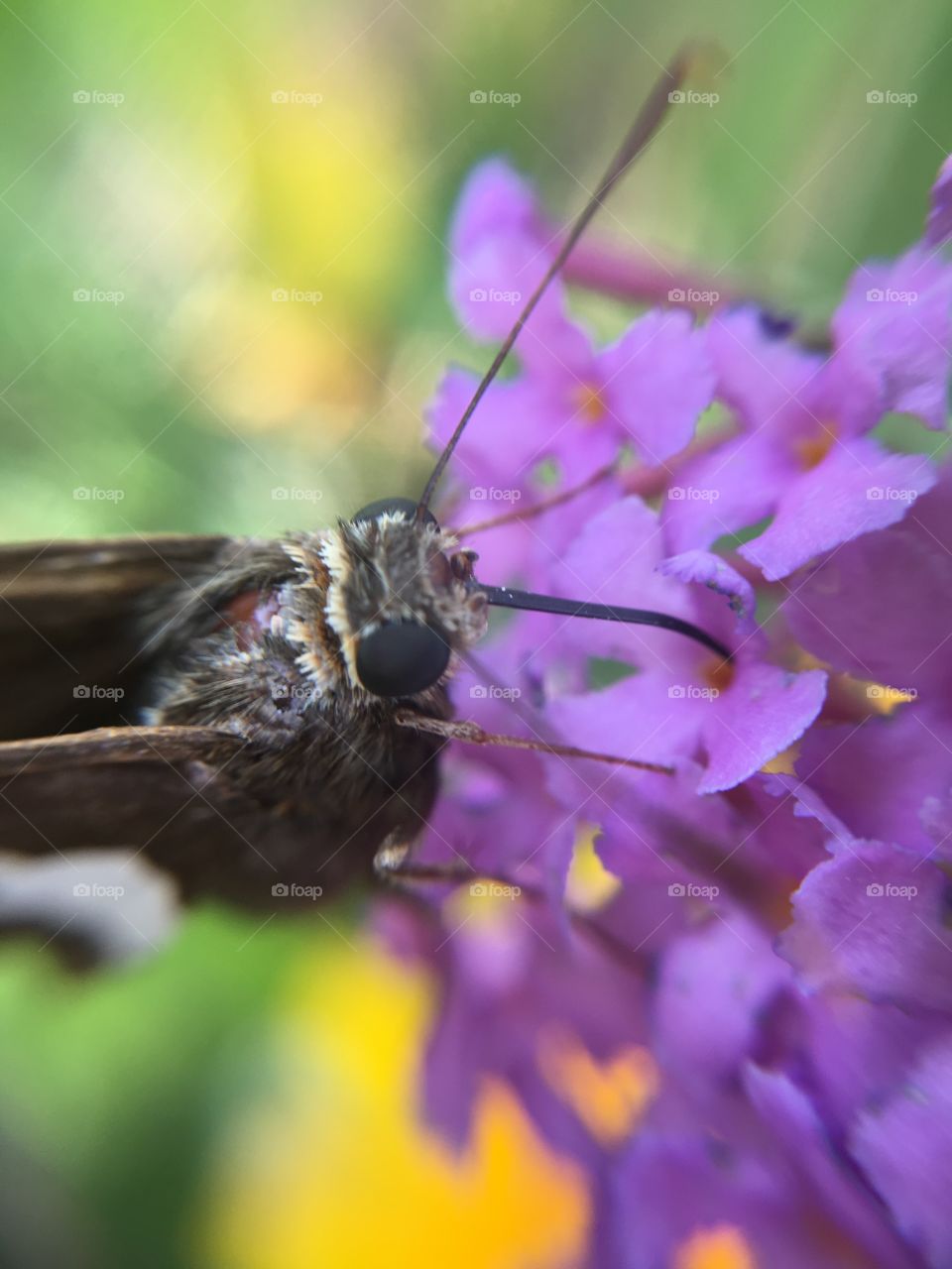 Butterfly closeup