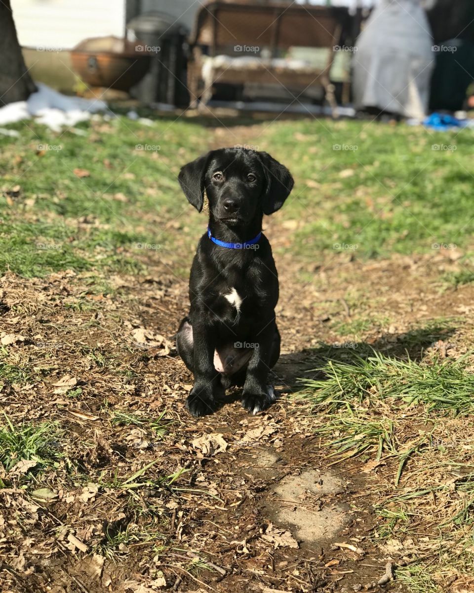 Portrait of black puppy in yard