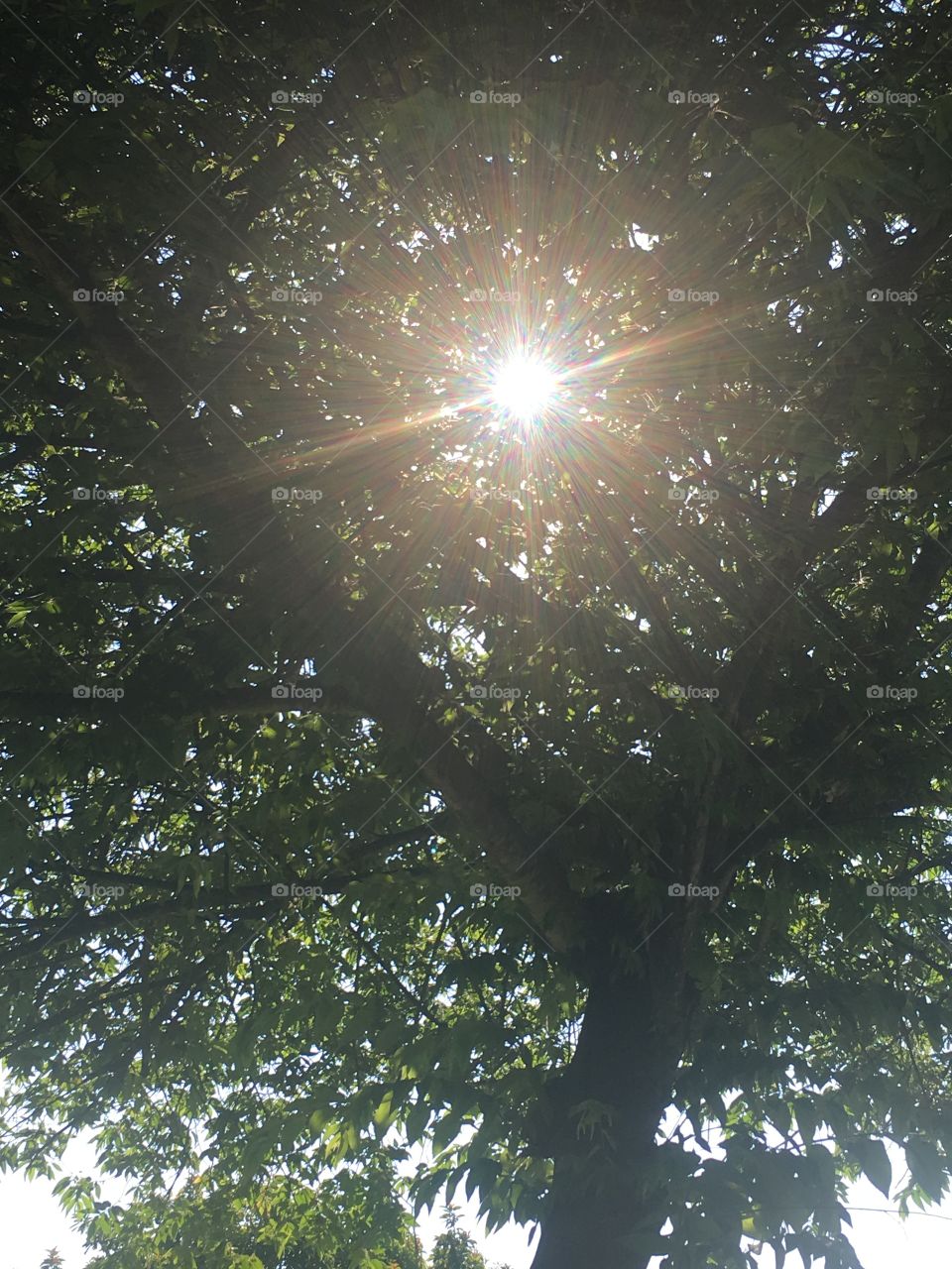 Sun and the tree 