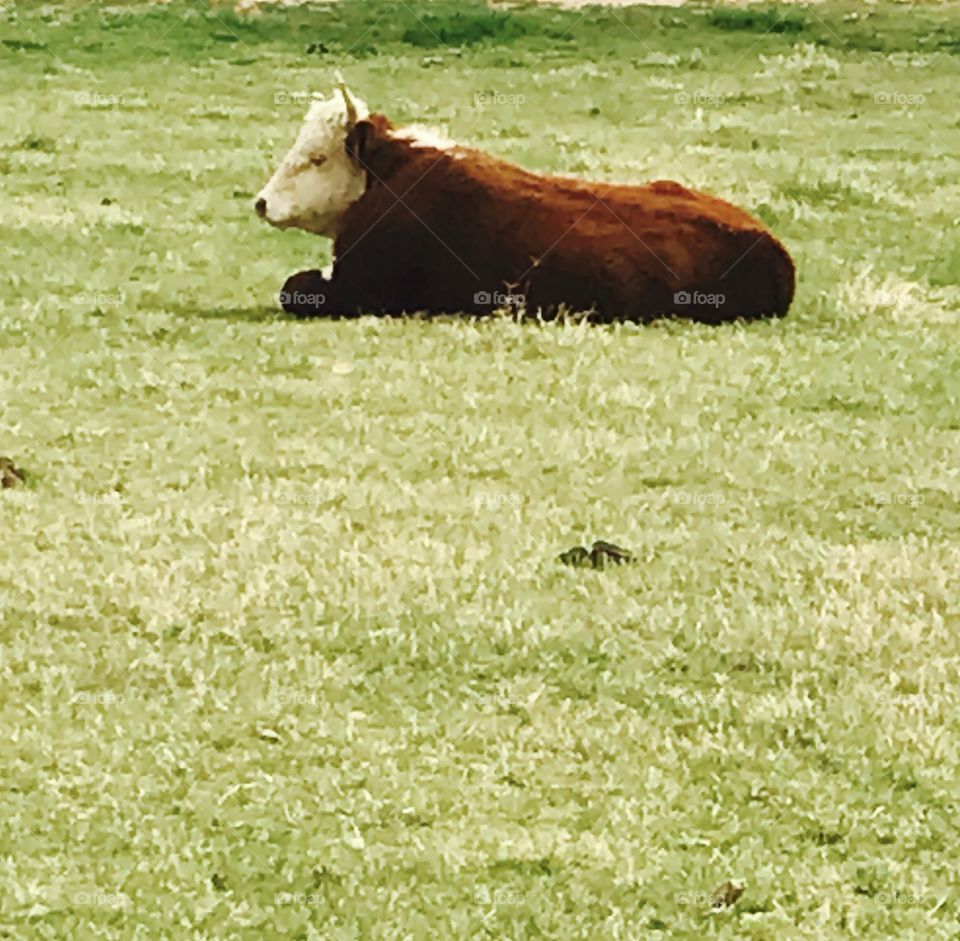 Resting Cow