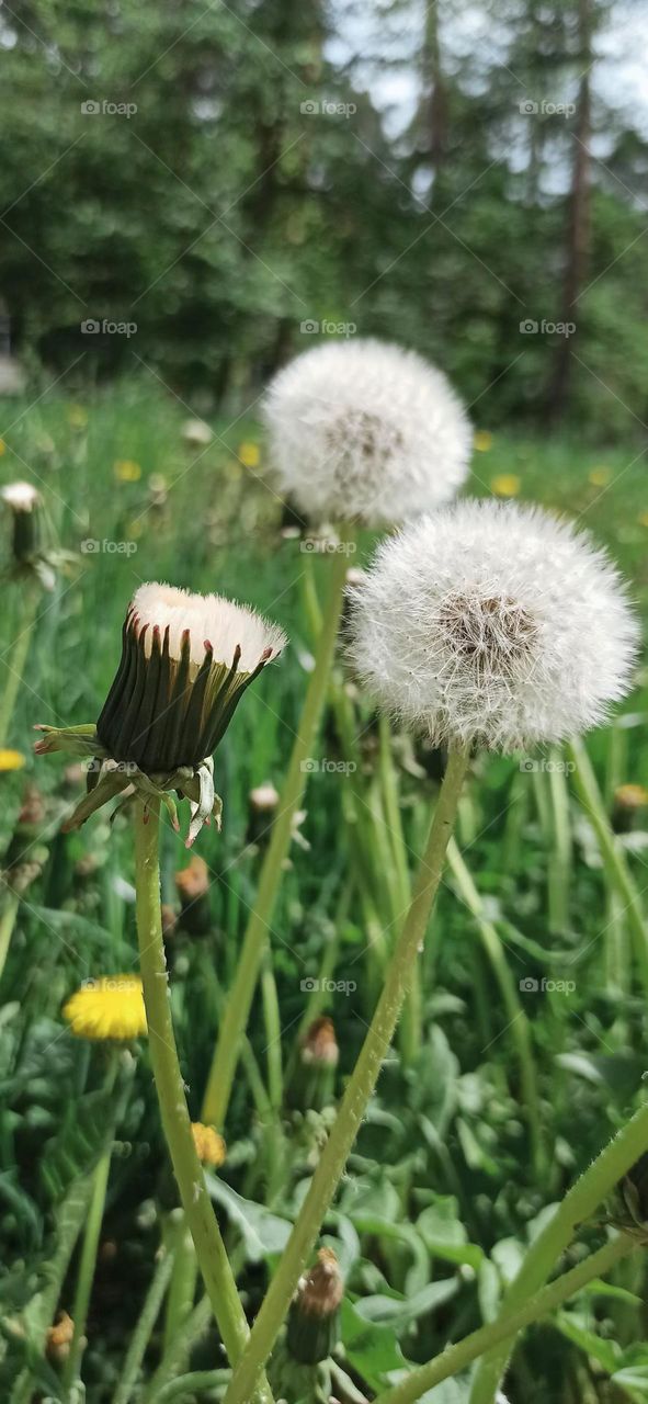 dandelions