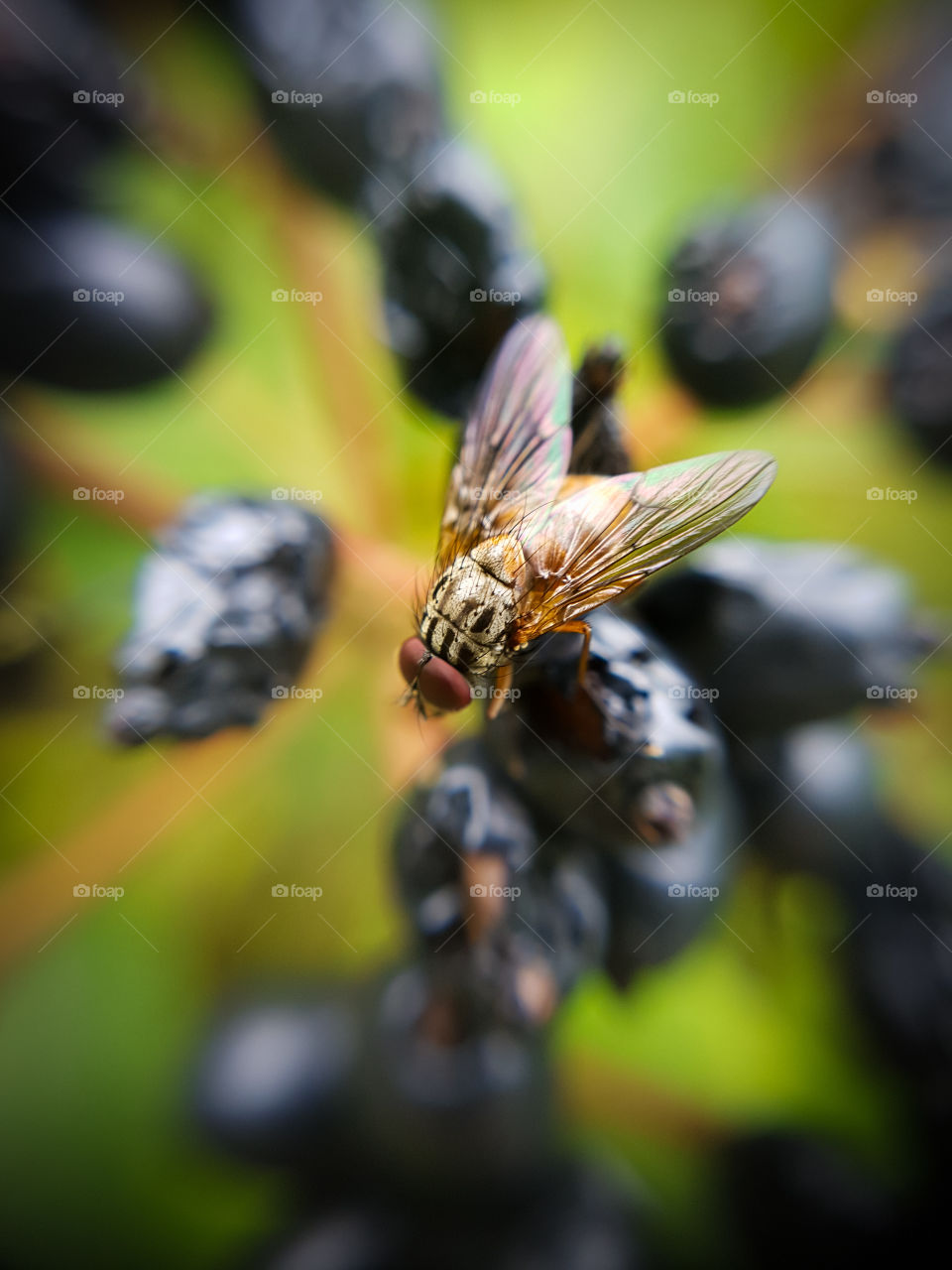 Closeup fly