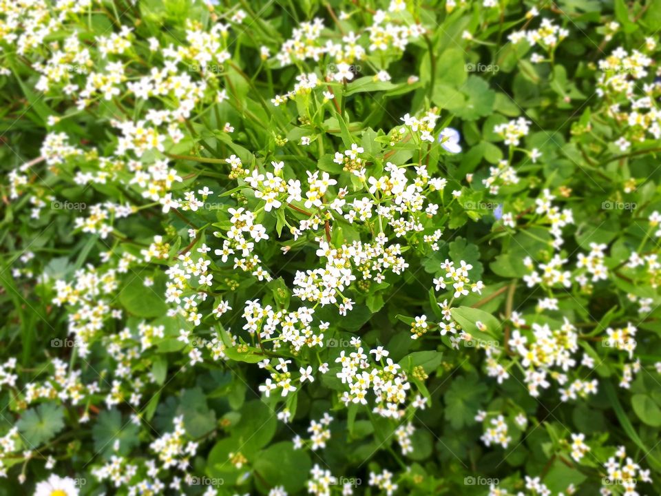 many many tiny white flowery