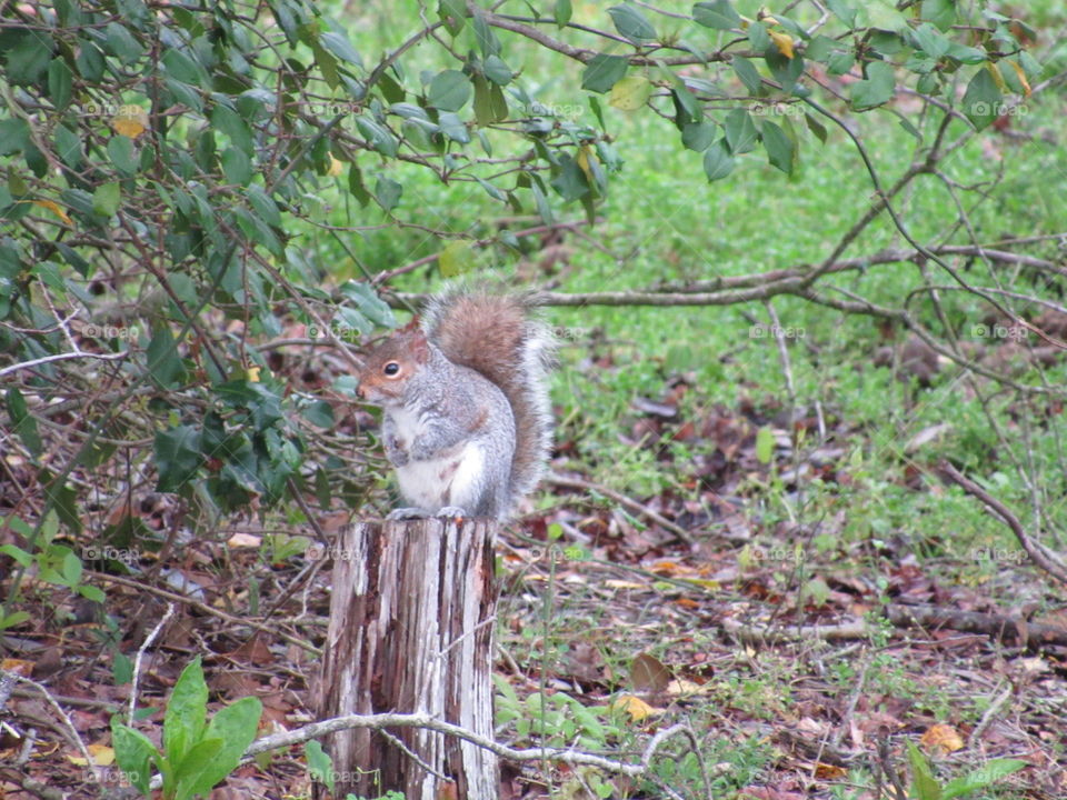 Squirrel on a tree stump
