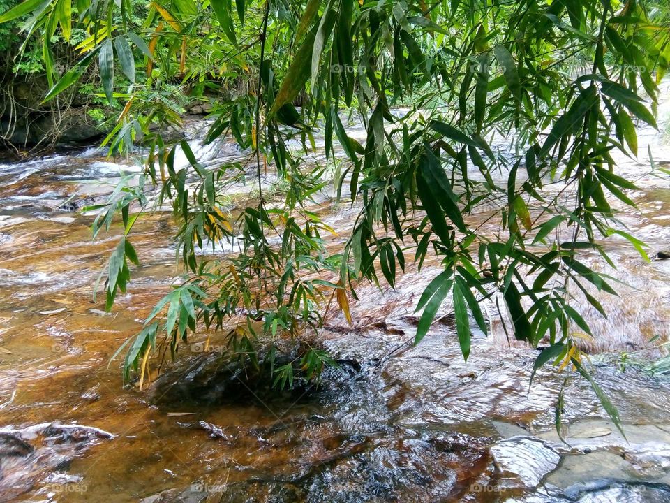 bambooo * water