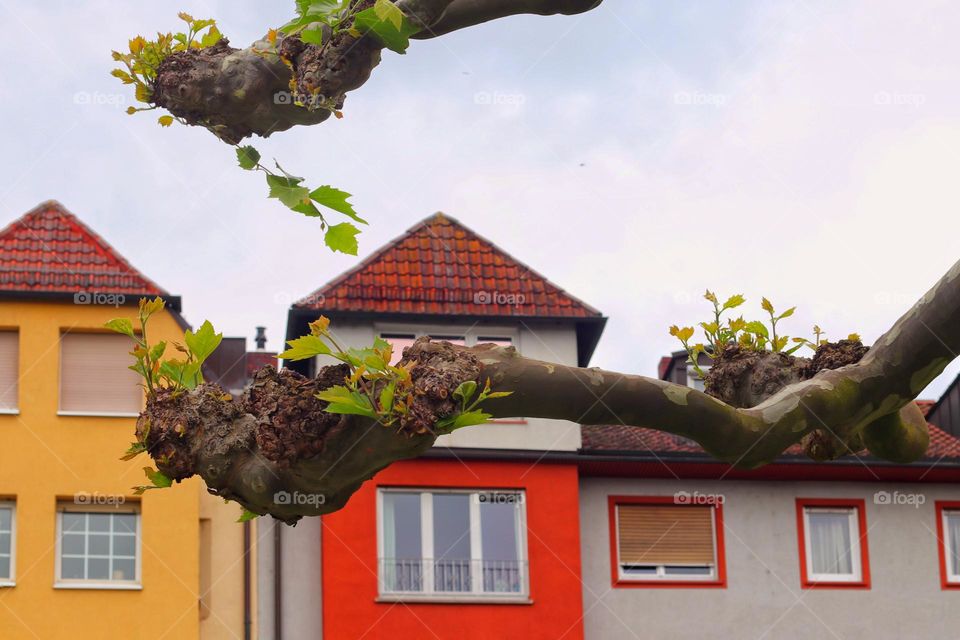 The branches of a tree with young leaves grow in a city with colorful houses