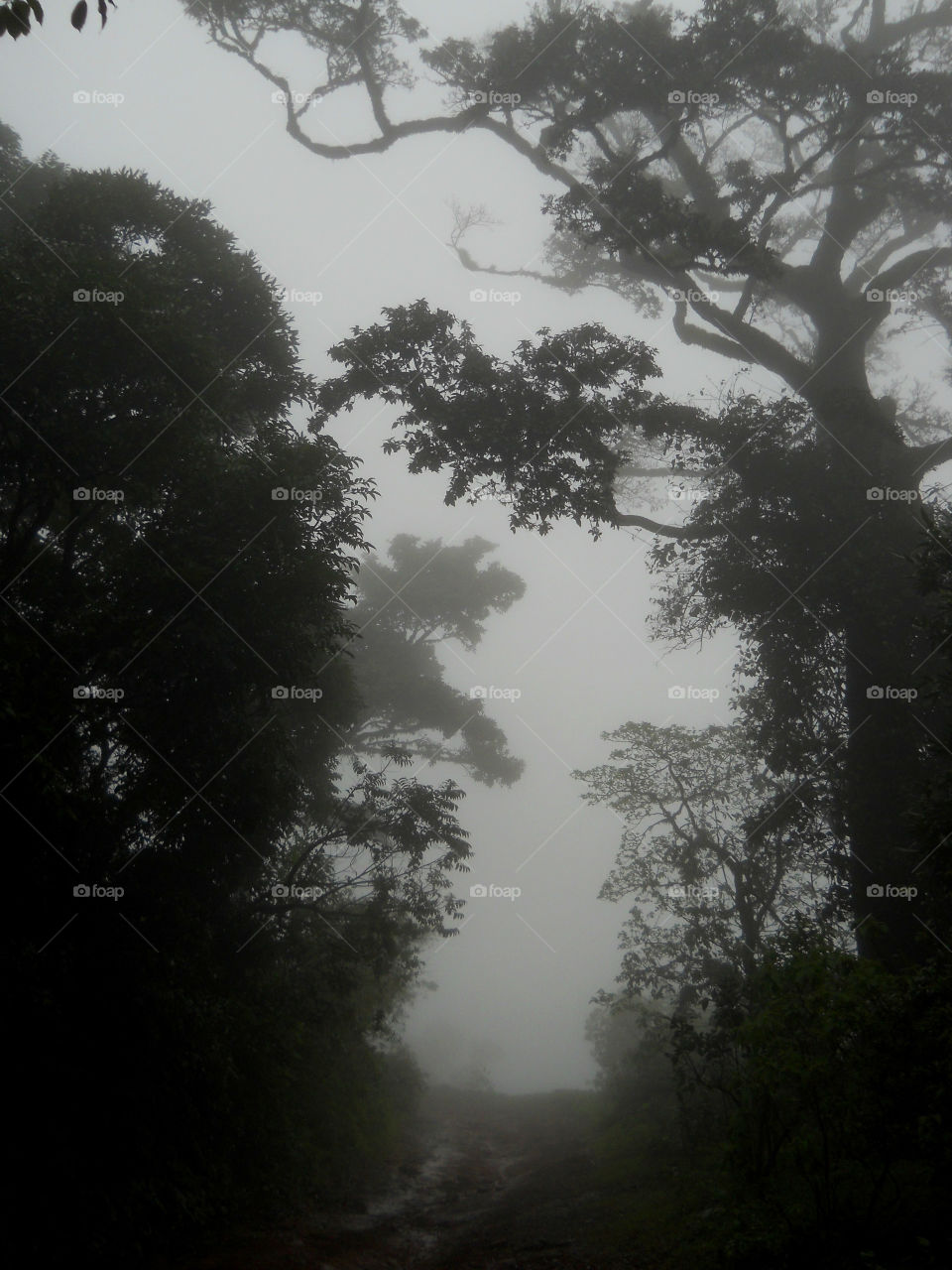 View of foggy morning