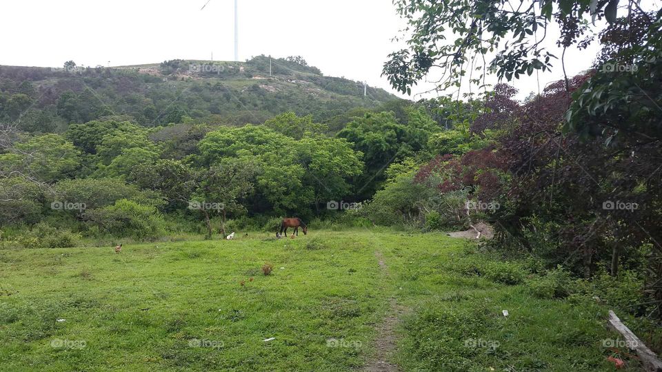 Montañas, animales, arboles, paisaje, naturaleza, fauna