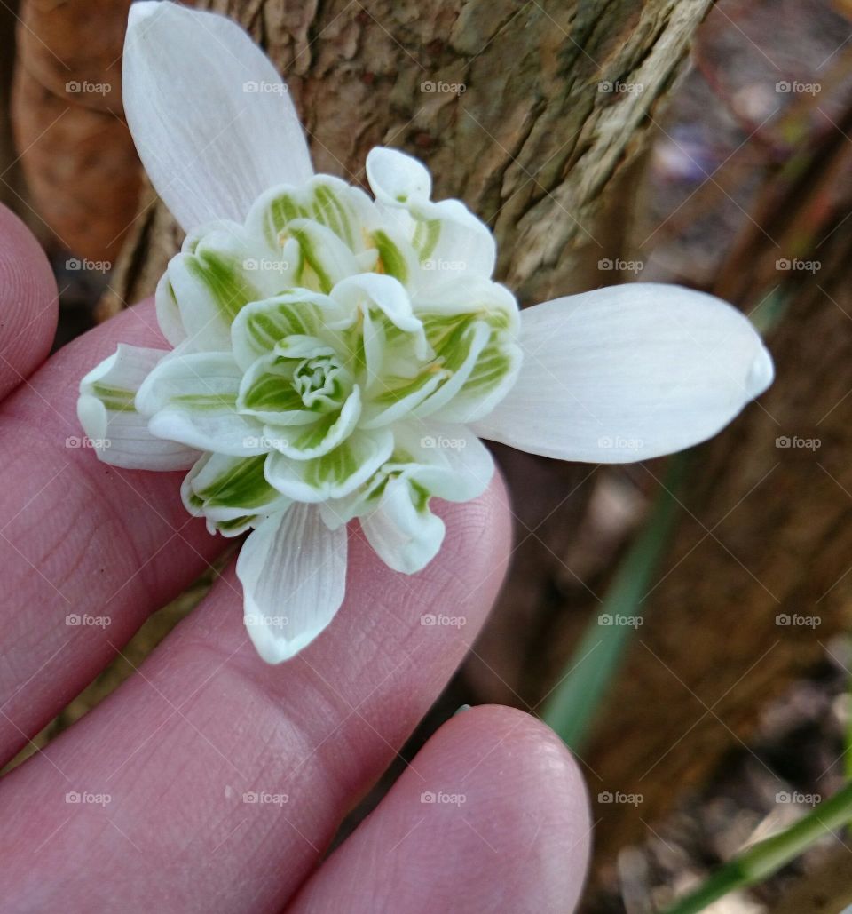 snowdrop. snowdrop