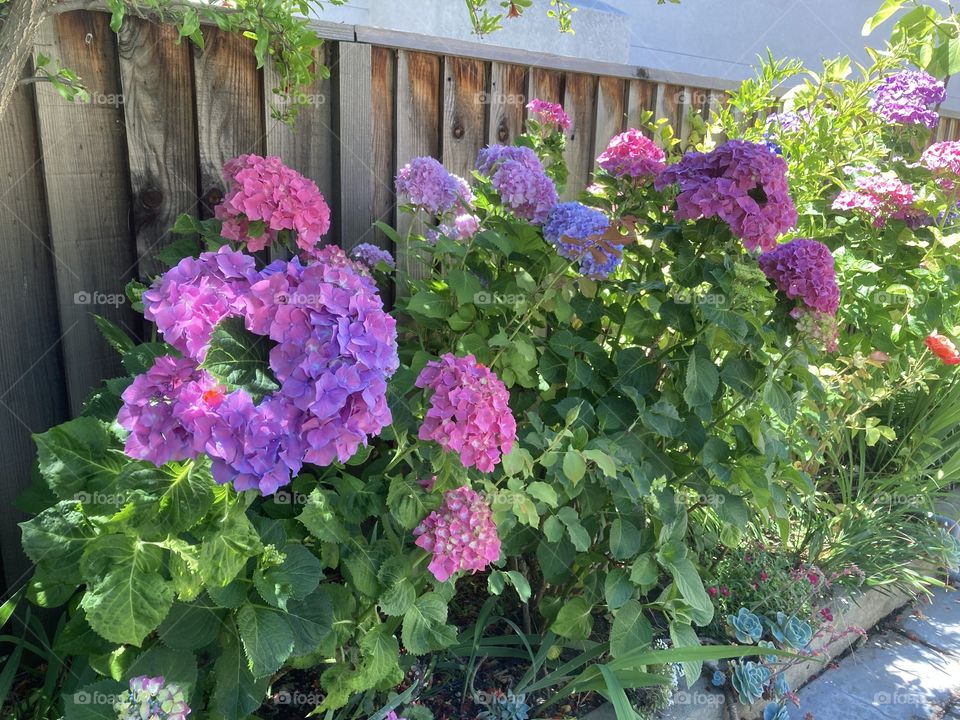Purple and pink hydrangeas macro phyla 