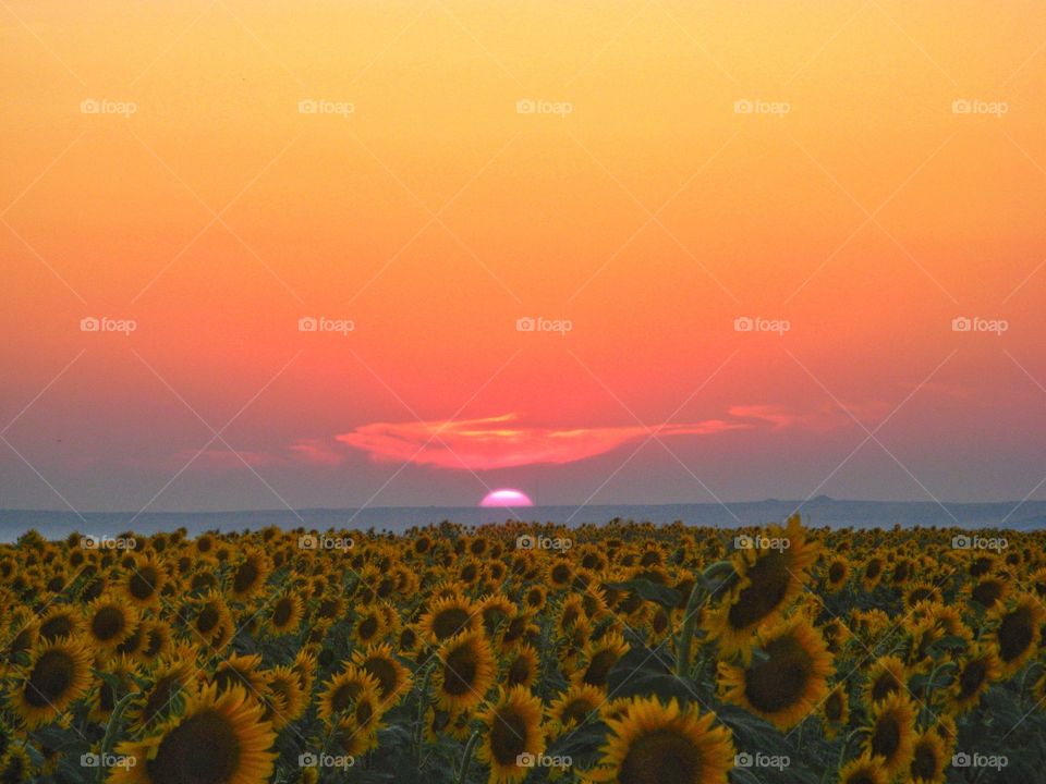 Sunset in the sunflower field