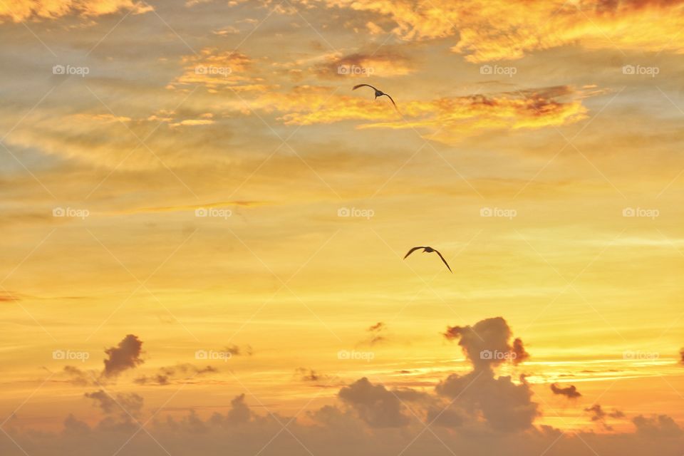 seagulls flying in orange sky